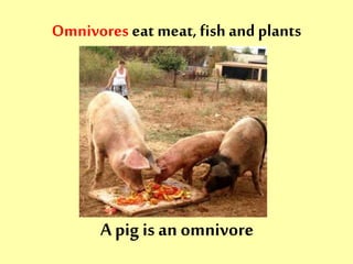 Omnivores eat meat, fish and plants 
A pig is an omnivore 
 