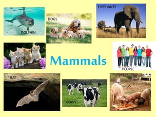 Mammals 
DOLPHIN 
DOGS 
ELEPHANTS 
CATS 
PEOPLE 
BAT 
COWS 
PIGS 
 