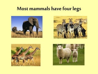 Most mammals have four legs 
 