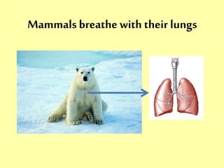 Mammals breathe with their lungs 
 