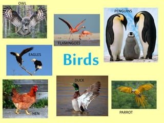 Birds 
OWL 
FLAMINGOES 
PENGUINS 
EAGLES 
HEN 
DUCK 
PARROT 
 