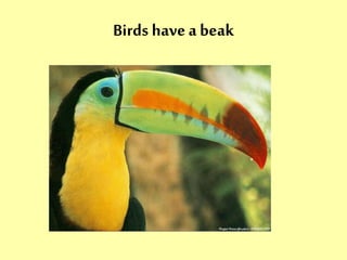 Birds have a beak 
 
