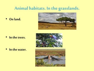 Animal habitats. In the grasslands. 
• On land. 
• In the trees. 
• In the water. 
 