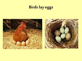 Birds lay eggs 
 