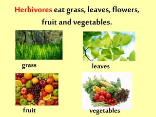 Herbivores eat grass, leaves, flowers, 
fruit and vegetables. 
grass leaves 
fruit vegetables 
 
