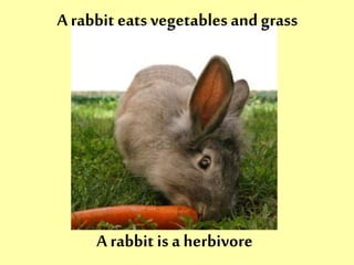 A rabbit eats vegetables and grass 
A rabbit is a herbivore 
 