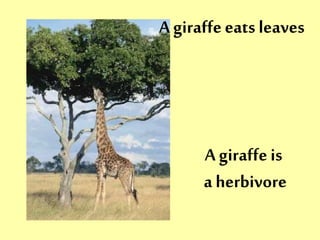 A giraffe eats leaves 
A giraffe is 
a herbivore 
 