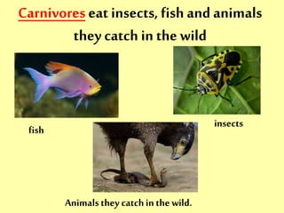 Carnivores eat insects, fish and animals 
they catch in the wild 
fish 
insects 
Animals they catch in the wild. 
 
