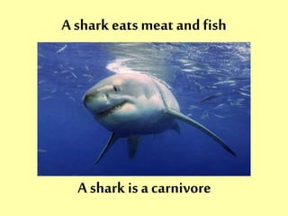 A shark eats meat and fish 
A shark is a carnivore 
 