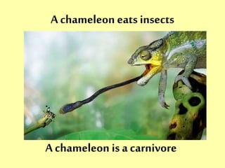 A chameleon eats insects 
A chameleon is a carnivore 
 