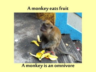 A monkey eats fruit 
A monkey is an omnivore 
 
