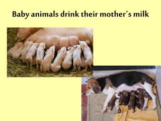 Baby animals drink their mother´s milk 
 
