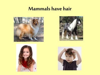 Mammals have hair 
 
