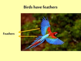 Birds have feathers 
Feathers 
 