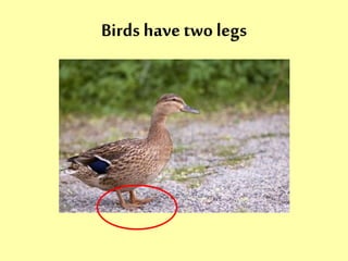 Birds have two legs 
 