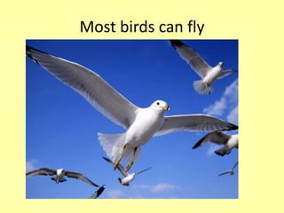Most birds can fly 
