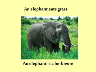 An elephant eats grass 
An elephant is a herbivore 
 
