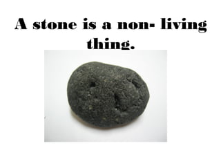 A stone is a non- living
         thing.
 