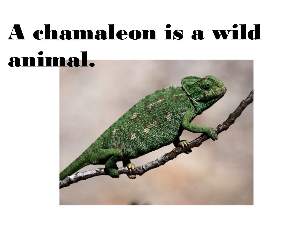 Animals unit complete