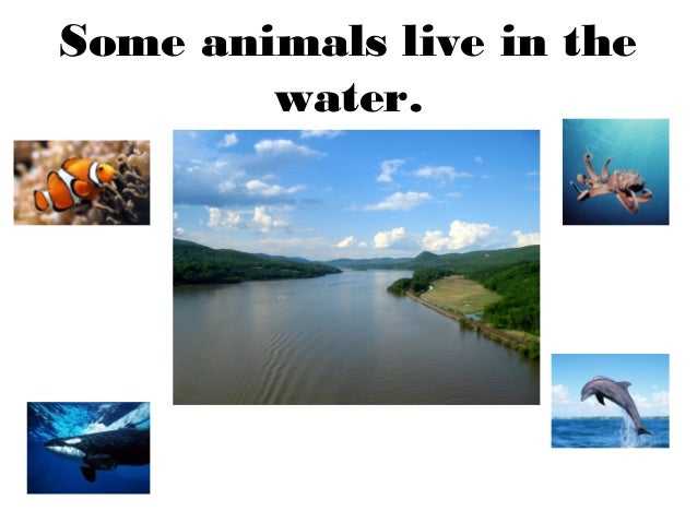 Animals unit complete