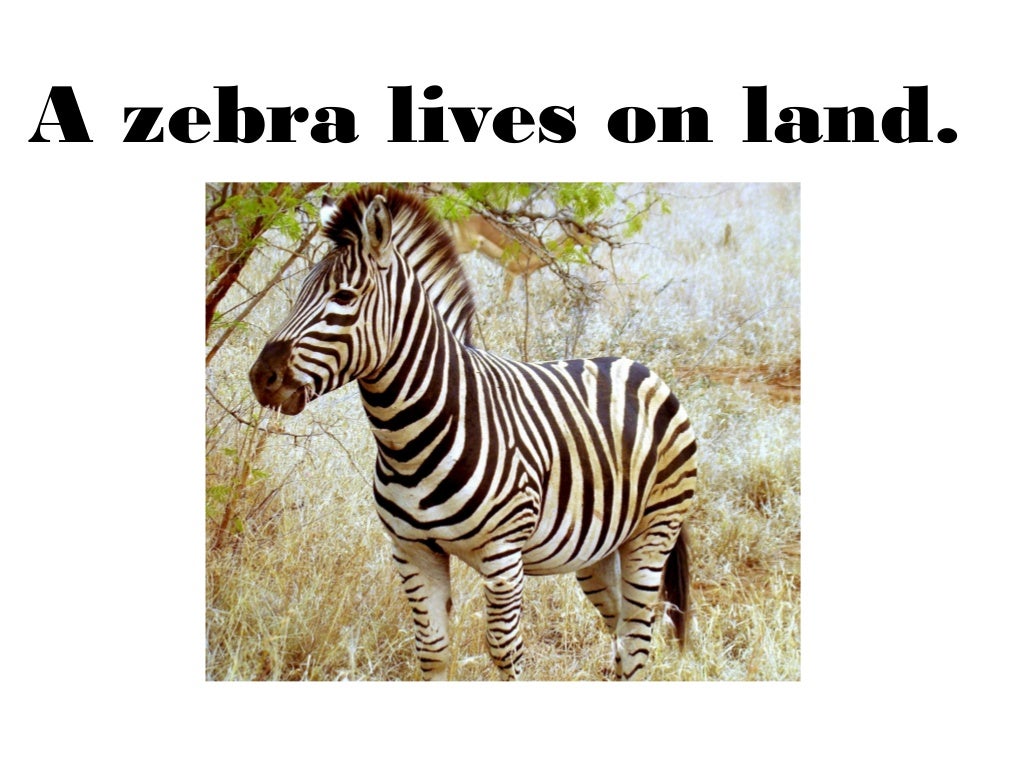 Animals unit complete