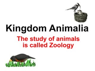 Kingdom Animalia The study of animals is called Zoology 