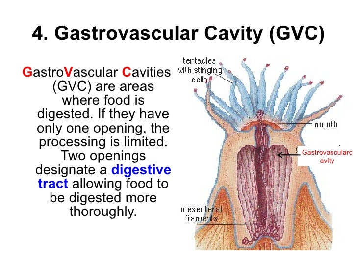 Gastrovascular Cavity Vs Alimentary Canal Cavities Body Biology