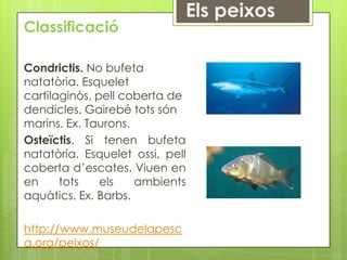 Classificació

Condrictis. No bufeta
natatòria. Esquelet
cartilaginòs, pell coberta de
dendicles. Gairebé tots són
marins. Ex. Taurons.
Osteïctis. Si tenen bufeta
natatòria. Esquelet ossi, pell
coberta d’escates. Viuen en
en     tots    els   ambients
aquàtics. Ex. Barbs.

http://www.museudelapesc
a.org/peixos/
 