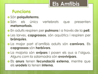 Funcions
 Són  poiquiloterms.
 Són    els únics vertebrats que presenten
  metamorfosis.
 En adults respiren per pulmons i a través de la pell.
 Les larves, capgrossos, són aquàtics i respiren per
  brànquies.
 La major part d’amfibis adults són carnívors. Els
  capgrossos són herbívors.
 La majoria són ovípars i posen els ous a l’aigua.
  Alguns com la salamadra són ovovivípars.
 Els anurs tenen fecundació externa, mentre que
  els urodels la tenen interna.
 