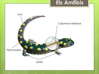 cua


                      Columna vertebral




Pell humida



              potes
 
