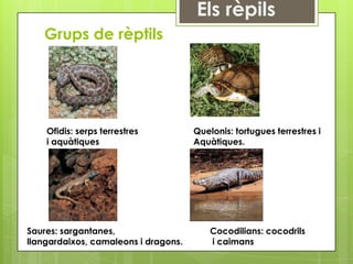 Grups de rèptils




    Ofidis: serps terrestres          Quelonis: tortugues terrestres i
    i aquàtiques                      Aquàtiques.




Saures: sargantanes,                      Cocodilians: cocodrils
llangardaixos, camaleons i dragons.       i caimans
 