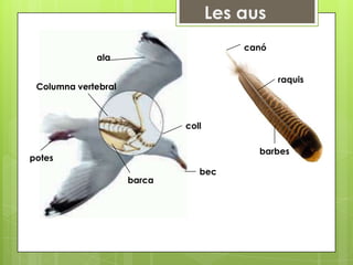 canó
             ala

                                             raquis
 Columna vertebral



                             coll

                                        barbes
potes
                                bec
                     barca
 