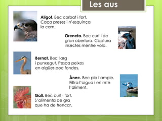 Aligot. Bec corbat i fort.
   Caça preses i n’esquinça
   la carn.

                 Oreneta. Bec curt i de
                 gran obertura. Captura
                 insectes mentre vola.


Bernat. Bec llarg
i punxegut. Pesca peixos
en aigües poc fondes.

                    Ànec. Bec pla i ample.
                    Filtra l’aigua i en reté
                    l’aliment.

Gall. Bec curt i fort.
S’alimenta de gra
que ha de trencar.
 