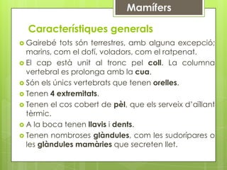Mamífers

  Característiques generals
 Gairebé  tots són terrestres, amb alguna excepció;
  marins, com el dofí, voladors, com el ratpenat.
 El cap està unit al tronc pel coll. La columna
  vertebral es prolonga amb la cua.
 Són els únics vertebrats que tenen orelles.
 Tenen 4 extremitats.
 Tenen el cos cobert de pèl, que els serveix d’aïllant
  tèrmic.
 A la boca tenen llavis i dents.
 Tenen nombroses glàndules, com les sudorípares o
  les glàndules mamàries que secreten llet.
 