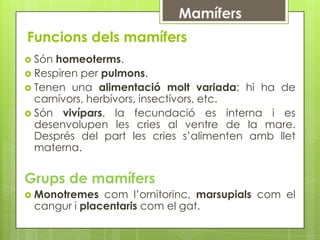 Funcions dels mamífers
 Són homeoterms.
 Respiren per pulmons.
 Tenen una alimentació molt variada; hi ha de
  carnívors, herbívors, insectívors, etc.
 Són vivípars, la fecundació es interna i es
  desenvolupen les cries al ventre de la mare.
  Després del part les cries s’alimenten amb llet
  materna.


Grups de mamífers
 Monotremes  com l’ornitorinc, marsupials com el
 cangur i placentaris com el gat.
 