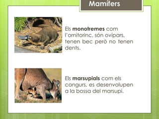 Els monotremes com
l’ornitorinc, són ovípars,
tenen bec però no tenen
dents.




Els marsupials com els
cangurs, es desenvolupen
a la bossa del marsupi.
 