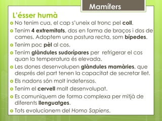 L’ésser humà
 No  tenim cua, el cap s’uneix al tronc pel coll.
 Tenim 4 extremitats, dos en forma de braços i dos de
  cames. Adoptem una postura recta, som bípedes.
 Tenim poc pèl al cos.
 Tenim glàndules sudorípares per refrigerar el cos
  quan la temperatura és elevada.
 Les dones desenvolupen glàndules mamàries, que
  després del part tenen la capacitat de secretar llet.
 Els nadons són molt indefensos.
 Tenim el cervell molt desenvolupat.
 Es comuniquem de forma complexa per mitjà de
  diferents llenguatges.
 Tots evolucionem del Homo Sapiens.
 
