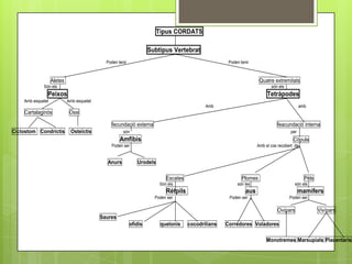 Tipus CORDATS

                                                                    Subtipus Vertebrat
                                             Poden tenir                                              Poden tenir



                   Aletes                                                                                             Quatre extremitats
             Són els                                                                                                        són els
               Peixos                                                                                                     Tetràpodes
    Amb esquelet            Amb esquelet
                                                                                             Amb                                            amb
    Cartalaginós             Ossi

                                                fecundació externa                                                             feacundació interna
Ciclostom Condrictis         Osteïctis                són                                                                             per
                                                    Amfibis                                                                             Còpula
                                               Poden ser                                                             Amb el cos recobert de


                                             Anurs            Urodels

                                                                            Escates                          Plomes                           Pèls
                                                                         Són els                          són les                        són els
                                                                            Rètpils                            aus                          mamífers
                                                                      Poden ser                       Poden ser                       Poden ser

                                                                                                                               Ovípars               Vivípars
                                           Saures
                                                           ofidis        quelonis     cocodrilians   Corredores Voladores

                                                                                                                          Monotremes Marsupials Placentaris
 