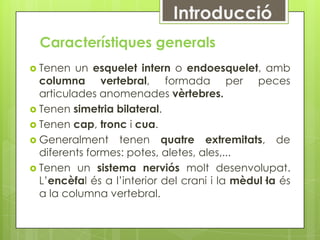 Introducció
  Característiques generals
 Tenen   un esquelet intern o endoesquelet, amb
  columna vertebral, formada per peces
  articulades anomenades vèrtebres.
 Tenen simetria bilateral.
 Tenen cap, tronc i cua.
 Generalment tenen quatre extremitats, de
  diferents formes: potes, aletes, ales,...
 Tenen un sistema nerviós molt desenvolupat.
  L’encèfal és a l’interior del crani i la mèdul·la és
  a la columna vertebral.
 