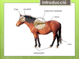 Cap   encèfal
                              Columna verebral


                                       tronc




                                                 cua



                extremitats
 