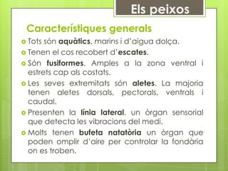 Els peixos
 Característiques generals
 Tots són aquàtics, marins i d’aigua dolça.
 Tenen el cos recobert d’escates.
 Són fusiformes. Amples a la zona ventral i
  estrets cap als costats.
 Les seves extremitats són aletes. La majoria
  tenen aletes dorsals, pectorals, ventrals i
  caudal.
 Presenten la línia lateral, un òrgan sensorial
  que detecta les vibracions del medi.
 Molts tenen bufeta natatòria un òrgan que
  poden omplir d’aire per controlar la fondària
  on es troben.
 