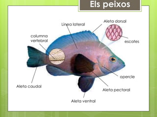 Aleta dorsal
                  Linea lateral

      columna
      vertebral                                   escates




                                               opercle

Aleta caudal
                                       Aleta pectoral

                       Aleta ventral
 