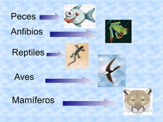 Peces
Anfibios
Reptiles
Aves
Mamíferos