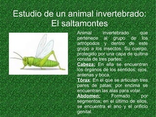 Estudio de un animal invertebrado:
El saltamontes
Animal invertebrado que
pertenece al grupo de los
artrópodos y dentro de este
grupo a los insectos. Su cuerpo,
protegido por una capa de quitina
consta de tres partes:
Cabeza: En ella se encuentran
los órganos de los sentidos: ojos,
antenas y boca.
Tórax: En el que se articulan tres
pares de patas; por encima se
encuentran las alas para volar.
Abdomen: Formado por
segmentos; en el último de ellos,
se encuentra el ano y el orificio
genital.