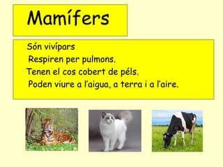 Són vivípars
Respiren per pulmons.
Tenen el cos cobert de péls.
Poden viure a l’aigua, a terra i a l’aire.
Mamífers
 