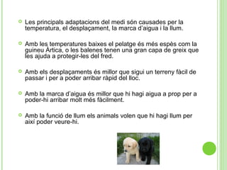  


Les principals adaptacions del medi són causades per la 
temperatura, el desplaçament, la marca d’aigua i la llum.



Amb les temperatures baixes el pelatge és més espès com la 
guineu Àrtica, o les balenes tenen una gran capa de greix que 
les ajuda a protegir-les del fred.



Amb els desplaçaments és millor que sigui un terreny fàcil de 
passar i per a poder arribar ràpid del lloc.



Amb la marca d’aigua és millor que hi hagi aigua a prop per a 
poder-hi arribar molt més fàcilment. 



Amb la funció de llum els animals volen que hi hagi llum per 
així poder veure-hi. 

 