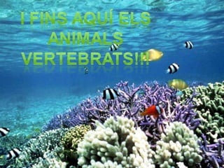 Animals vertebrats