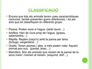 

Encara que tots els animals tenen unes característiques
comunes, també presenten grans diferències, i és per
això que es classifiquen en diferents grups:



Peixos: Poden viure a l’aigua. (seitó tauró…)
Amfibis: Han de viure prop de l’aigua. (gripau,
salamandra…)
Rèptils: Repten (caça’n) amb la panxa per terra.
(tortuga, sargantana…)
Ocells: Tenen plomes i ales, a més poden volar. Aquest
animal pon ous. (pardal, ànec…)
Mamífers: Són els animals que neixen de la panxa de la
seva mare i mamen al neixen. (esquirol, dofí…)






 