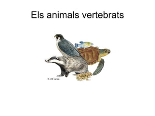Els animals vertebrats 
 