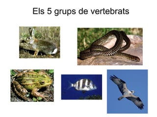 Els 5 grups de vertebrats
 